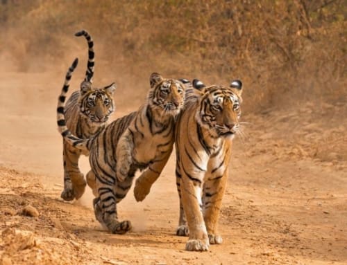 The 7 Best Places To See Tigers In India